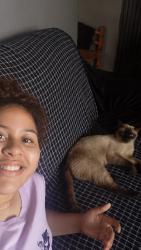 Lost Female Cat last seen Rua Doutor Antônio Severino 262 Praia Grande Tude De Basto Sítio Do Campo, Sítio do Campo, SP 