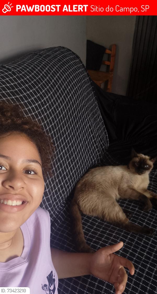 Lost Female Cat last seen Rua Doutor Antônio Severino 262 Praia Grande Tude De Basto Sítio Do Campo, Sítio do Campo, SP 
