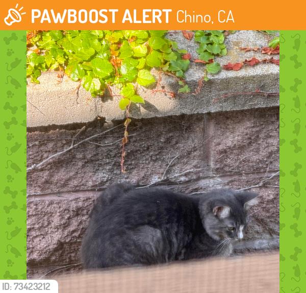 Found/Stray Unknown Cat last seen Near Spring Hill St, Chino, CA 91708
