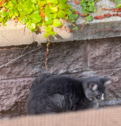 Found/Stray Unknown Cat last seen Near Spring Hill St, Chino, CA 91708