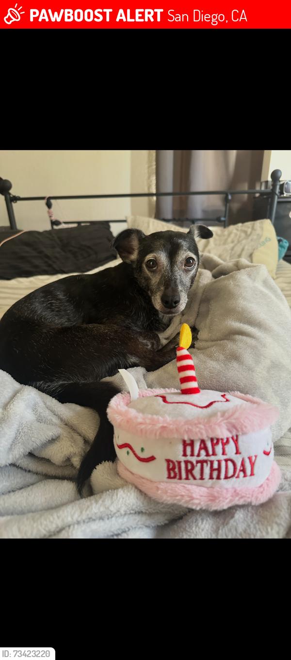 Lost Female Dog last seen 70th street, near Salvation Army, San Diego, CA 92105