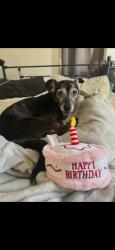 Lost Female Dog last seen 70th street, near Salvation Army, San Diego, CA 92105