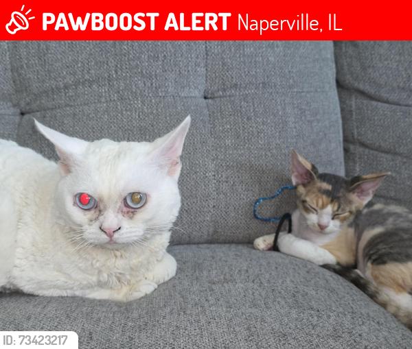 Lost Male Cat last seen Corner Tamarack Ave and Atlas ln, Naperville, IL 60540