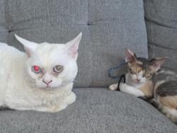 Lost Male Cat last seen Corner Tamarack Ave and Atlas ln, Naperville, IL 60540