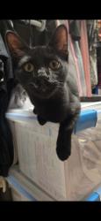 Lost Male Cat last seen Palm Ave and Palm court, Roseville, CA 95661