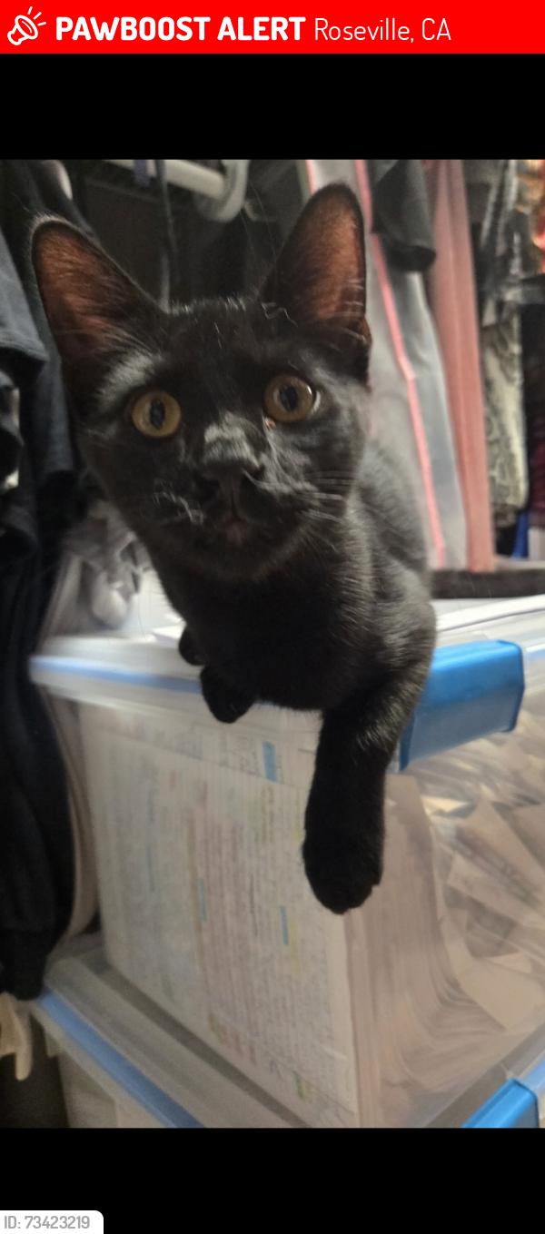 Lost Male Cat last seen Palm Ave and Palm court, Roseville, CA 95661