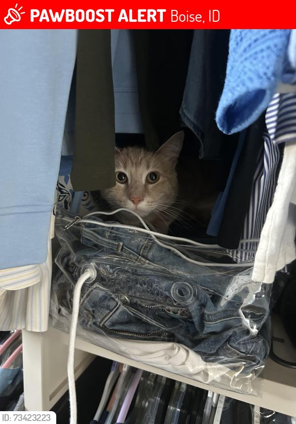 Lost Male Cat last seen Heartleaf lane/lake Forrest dr, Boise, ID 83716