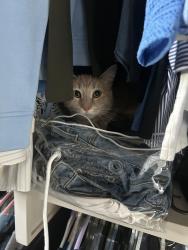 Lost Male Cat last seen Heartleaf lane/lake Forrest dr, Boise, ID 83716