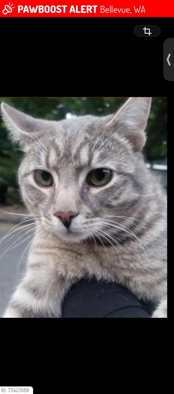Lost Male Cat last seen Alien Road, Bellevue, WA 98006