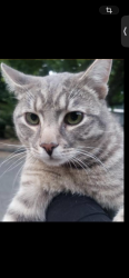 Lost Male Cat last seen Alien Road, Bellevue, WA 98006