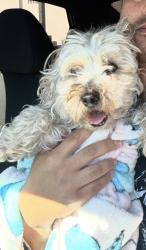 Reunited Female Dog last seen Clinton Keith, The Croft Apartments, building 6, Wildomar, CA 92595