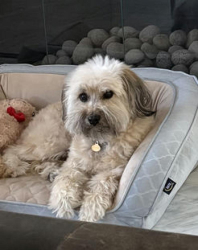 Reunited Male Dog last seen Via Teca and Via Palmito, San Clemente, CA 92673