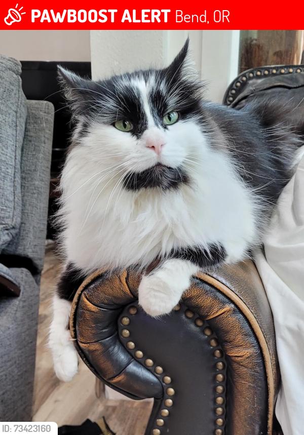 Lost Male Cat last seen Near King Hezekiah Way Bend OR, Bend, OR 97702