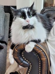 Lost Male Cat last seen Near King Hezekiah Way Bend OR, Bend, OR 97702