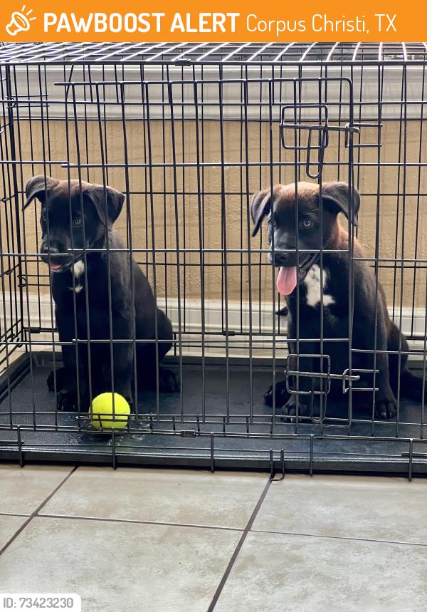 Found/Stray Male Dog last seen Sun valley drive, Corpus Christi, TX 78413