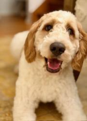 Reunited Male Dog last seen Near White Bear Ave, St Paul, MN 55106, USA, Saint Paul, MN 55106