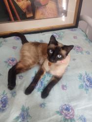 Lost Female Cat last seen Jewel Lane, Redding, CA 96001