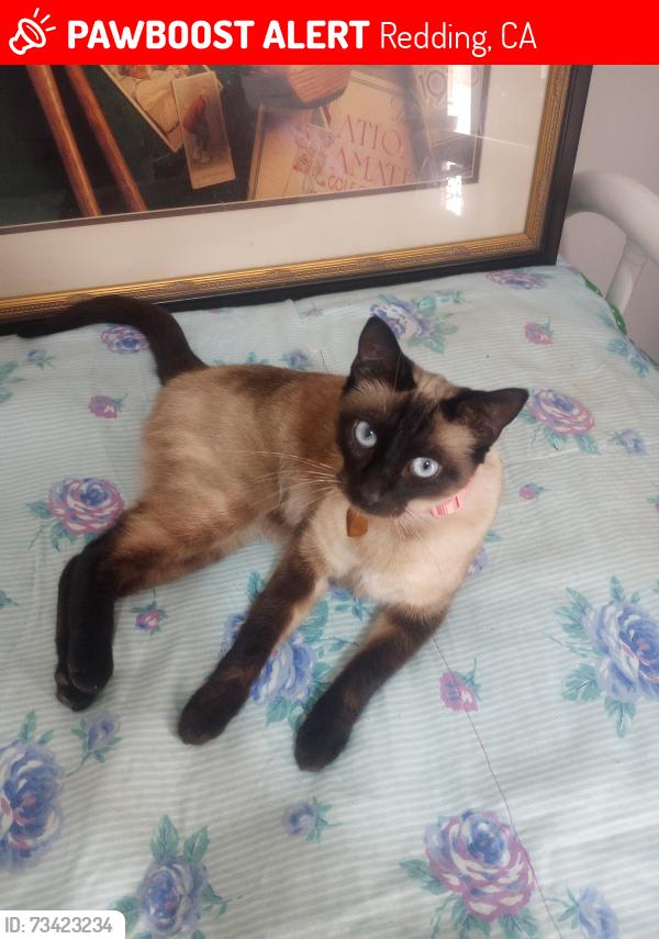 Lost Female Cat last seen Jewel Lane, Redding, CA 96001