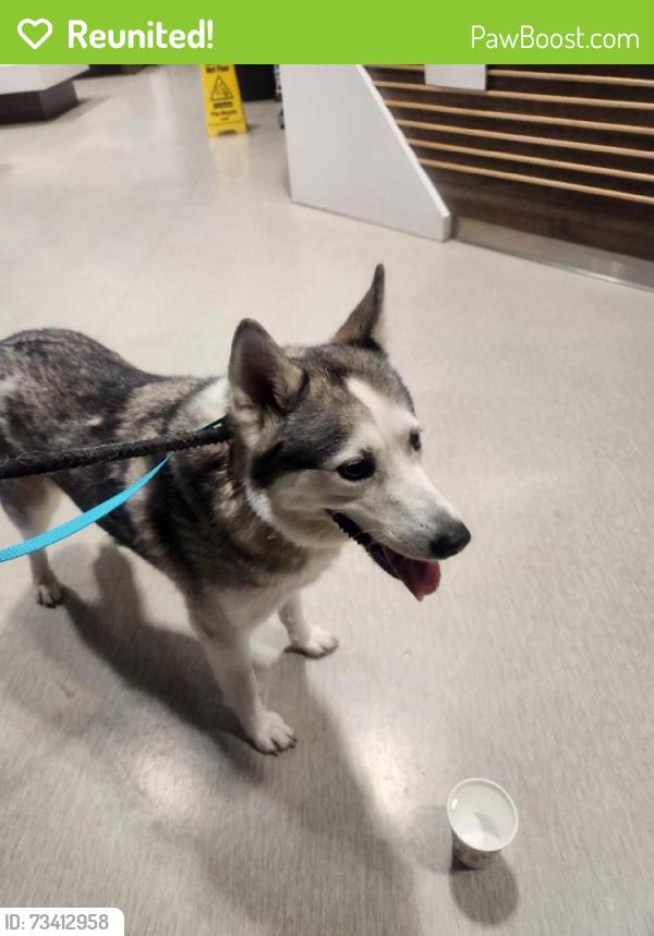 Reunited Female Dog last seen 37th ave & Bethany Home Rd., Phoenix, AZ 85019