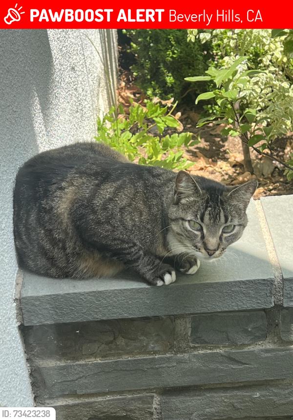 Lost Female Cat last seen Sierra Dr. and Elevado, Beverly Hills, CA 90210