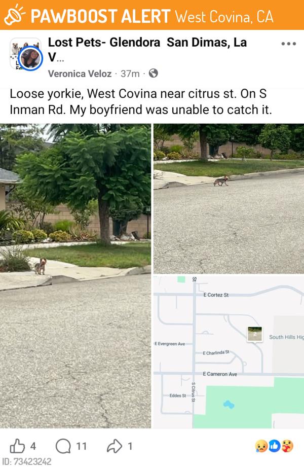 Found/Stray Unknown Dog last seen Citrus st, S Inman rd, West Covina, CA 91790
