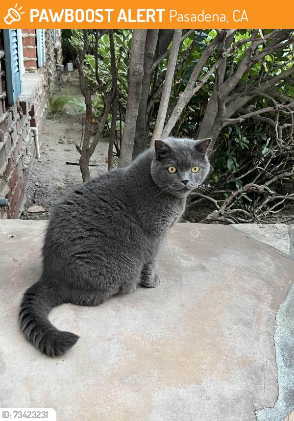 Found/Stray Male Cat last seen madre st, Pasadena, CA 91106