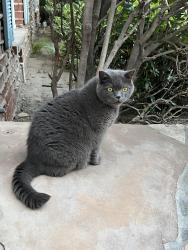 Found/Stray Male Cat last seen madre st, Pasadena, CA 91106