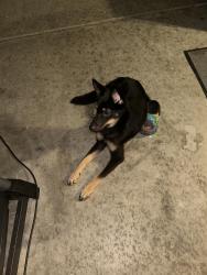 Found/Stray Male Dog last seen Palm Valley elementary school, Goodyear, AZ 85395