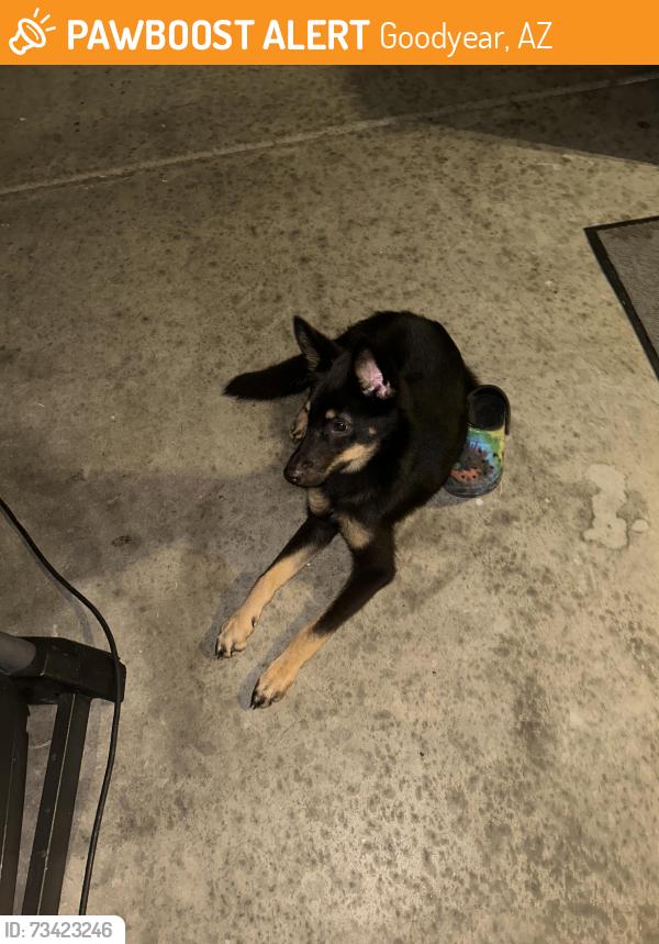 Found/Stray Male Dog last seen Palm Valley elementary school, Goodyear, AZ 85395