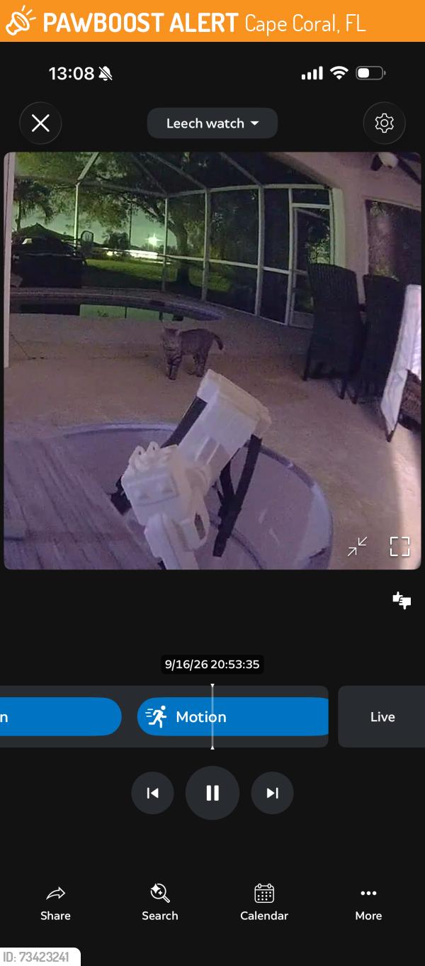 Found/Stray Unknown Cat last seen NW 22nd Avenue Cape Coral, Fl, Cape Coral, FL 33993