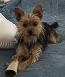 Reunited Female Dog last seen Meadow Glenn, Ocala, FL 34476