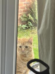 Found/Stray Male Cat last seen Hagley road and city road, West Midlands, England 