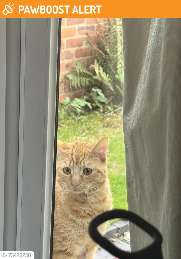 Found/Stray Male Cat last seen Hagley road and city road, West Midlands, England 