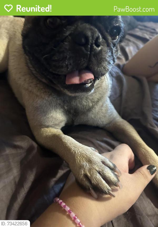 Reunited Male Dog last seen La Fonda st, Las Cruces, NM 88001