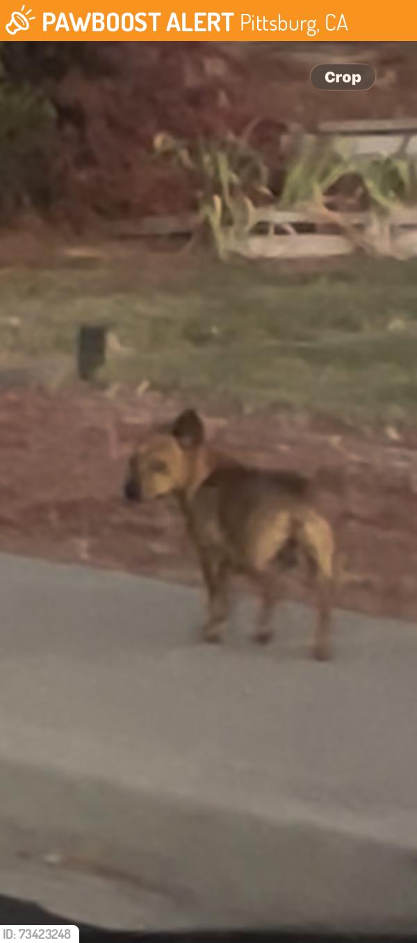 Found/Stray Male Dog last seen Castle drive, Pittsburg & Valla Vista, Pittsburg, Pittsburg, CA 94565