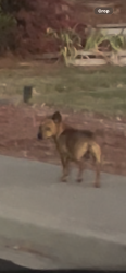 Found/Stray Male Dog last seen Castle drive, Pittsburg & Valla Vista, Pittsburg, Pittsburg, CA 94565