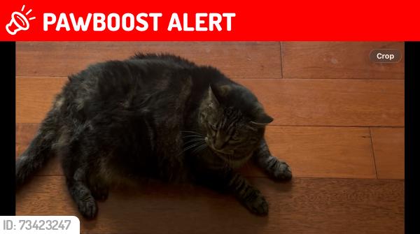 Lost Male Cat last seen Jane st and Hugh st, Port Moody, BC V3H 2K9