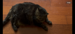 Lost Male Cat last seen Jane st and Hugh st, Port Moody, BC V3H 2K9
