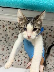 Shelter Stray Male Cat last seen BLEHEIM ST\\MARBOROUGH AVE, 6851 Van Buren Boulevard, Jurupa Valley, CA 92509, USA