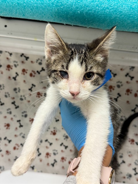 Shelter Stray Male Cat last seen BLEHEIM ST\\MARBOROUGH AVE, 6851 Van Buren Boulevard, Jurupa Valley, CA 92509, USA