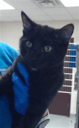 Shelter Stray Male Cat last seen Near BLOCK OWEN DR, FAYETTEVILLE NC 28304, 4704 Corporation Dr, Fayetteville, NC 28306, USA