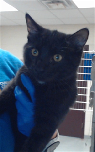Shelter Stray Male Cat last seen Near BLOCK OWEN DR, FAYETTEVILLE NC 28304, 4704 Corporation Dr, Fayetteville, NC 28306, USA
