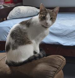 Reunited Female Cat last seen Midway blvd & ellicot circle, Port Charlotte, FL 33952