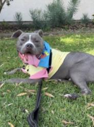 Shelter Stray Male Dog last seen , 1850 W 60th St, Los Angeles, CA 90047, USA