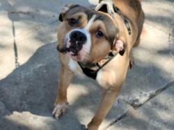 Shelter Stray Male Dog last seen , 957 N Gaffey St, San Pedro, CA 90731, USA