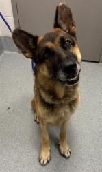 Shelter Stray Male Dog last seen Near, 5001 E Raymond St, Indianapolis, IN 46203, USA