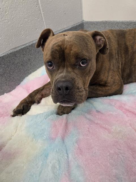 Shelter Stray Male Dog last seen Near, 5001 E Raymond St, Indianapolis, IN 46203, USA