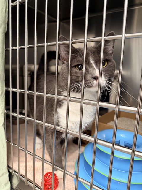 Shelter Stray Male Cat last seen ALTON/E YALE LOOP, 6443 Oak Canyon, Irvine, CA 92618, USA