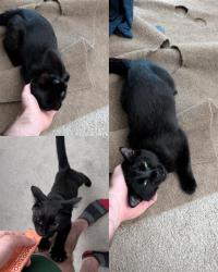 Shelter Stray Male Cat last seen Near BLOCK 228TH AVE SE, ENUMCLAW WA 98022, 21615 64th Ave S, Kent, WA 98032, USA