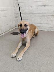 Shelter Stray Female Dog last seen Near BLOCK N H ST, 333 Chandler Pl, San Bernardino, CA 92408, USA